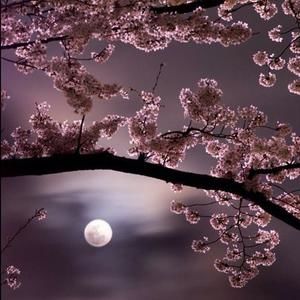 Meet your Posher, Leila